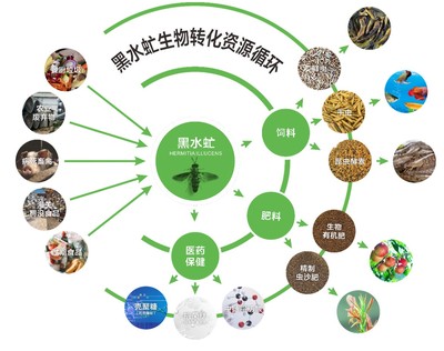 廣東發布團標 推動廚余垃圾養殖黑水虻產業化，探索生物質能服務新路徑
